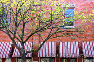Spring Tree Beside Brick Storefront