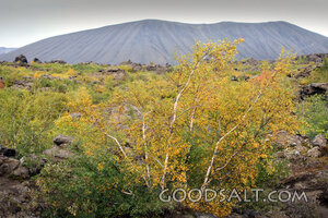 Autumn Trees Beneath the Mountain