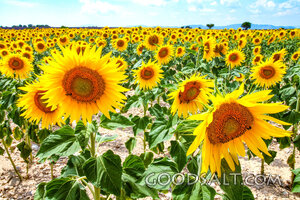Sunflower Field of Creation