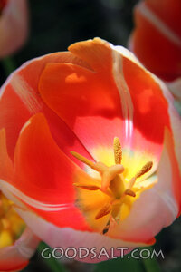Tulip of Spring Renewal