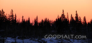 Winter Pines at Evening