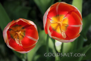 Tulips Open to the Light