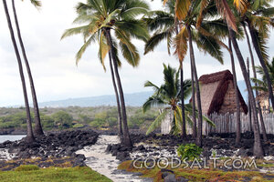 Palm Grove Path to a Thatched Shelter