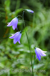 Harebells in the Quiet Garden