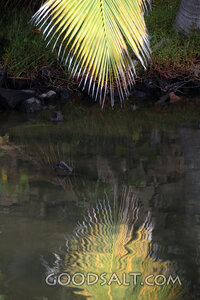 Palm Frond Reflected in Still Water