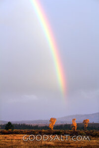 Rainbow of the Covenant