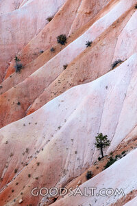 Wilderness Ridges and Solitary Tree