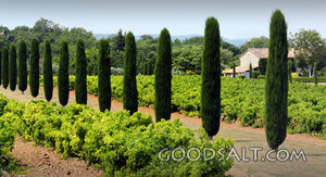 Vineyard Rows Beneath Cypress Trees