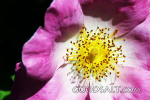 Wild Rose in the Creator’s Light
