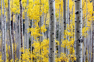 Aspen Grove in Autumn Praise