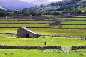 Sheep Pastures Among Stone Walls