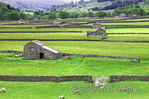 Sheep in Green Pastures