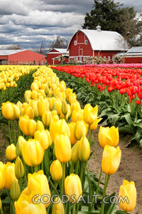 Tulip Fields Beside the Barn