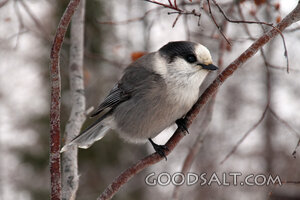 Gray Jay on Winter Branch