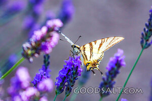 Swallowtail on Lavender