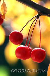 Cherries on the Fruitful Branch