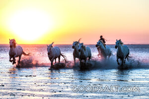 Horses Thundering Through the Sea