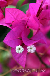 Bougainvillea in Bloom