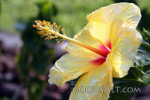 Yellow Hibiscus in the Garden