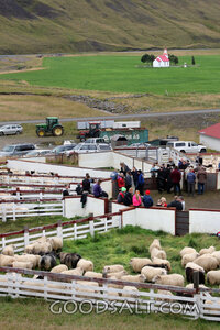 Sheepfold Beside the Country Chapel