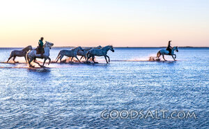 Horses Across the Shallow Sea