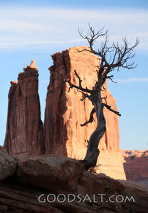 Solitary Tree in the Wilderness