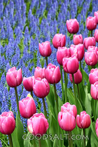 Tulips in the Garden of Creation