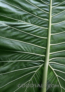 Veins of Creation