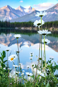 Daisies Beside the Mountain Lake
