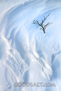 Branch in the Winter Snow