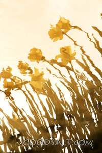 Flowers of the Field in Golden Light