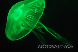 Luminous Jellyfish of Creation