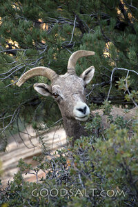 Ram Among the Evergreens
