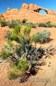 Desert Arch in the Wilderness