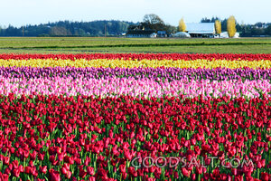 Tulip Fields in Spring