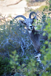 Ram in the Wilderness Thicket