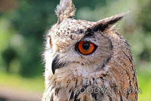Watchful Owl of Creation