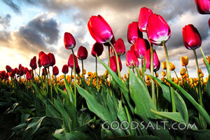 Tulips Under the Creator’s Sky