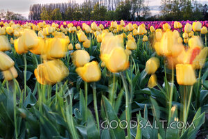 Tulips of Spring Renewal