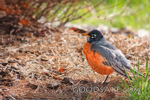 Robin in God’s Spring Creation