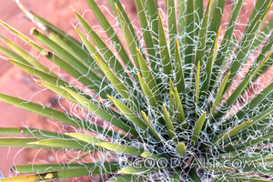 Yucca Filaments in the Wilderness