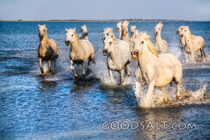 Horses Running Through the Sea
