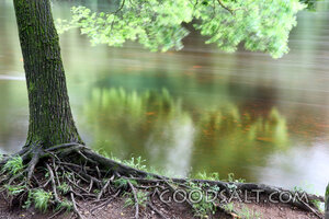 Tree Planted by the Waters