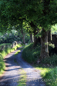 Path Beneath the Trees