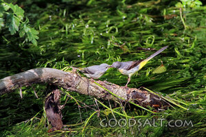 Sparrows Fed by the Stream