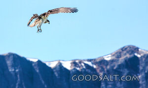 Raptor Over the Mountain Heights