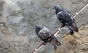 Pigeons Resting on a Wire