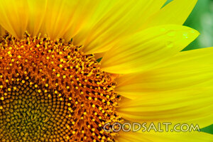 Sunflower Crown of Creation