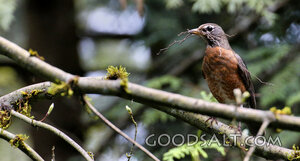 Robin Gathering for the Nest
