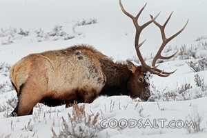 Elk in the Winter Wilderness
